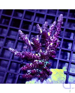 Acropora anthoceris - Multicolor #GN72
