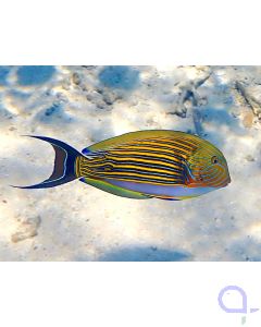 Acanthurus lineatus - Blaustreifen-Doktorfisch