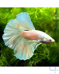 Kampffisch Halfmoon - Snowwhite - Betta splendens *43