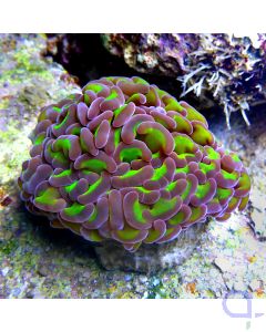 Euphyllia ancora - Bicolor Premium