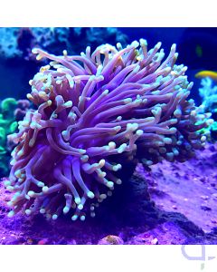 Euphyllia glabrescens - Greenhead #25