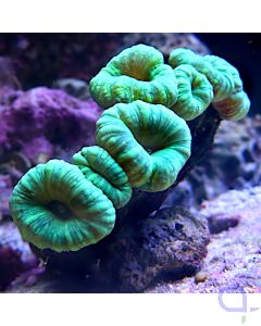 Caulastrea Green #97