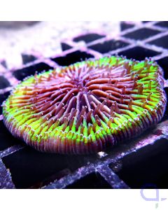 Fungia - Neon Stripe #84
