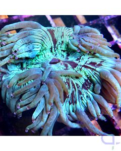 Catalaphyllia jardinei - Wunderkoralle #155