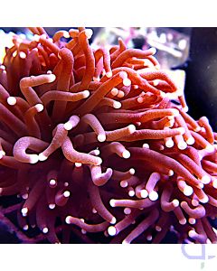 Euphyllia - Red #67