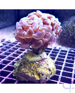 Euphyllia paraancora - bicolor #62