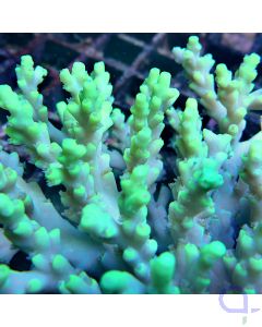 Acropora aculeus - Green #92