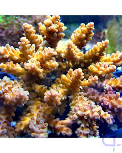 Acropora - Orange #100