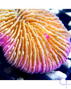 Fungia concinna - Pink Rim #25