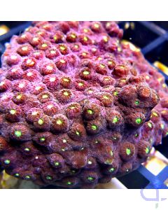 Cyphastrea microphthalma - Mystic Violett #49