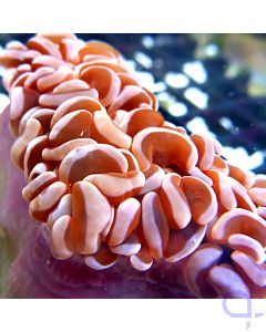 Euphyllia ancora - Orange Heart #08