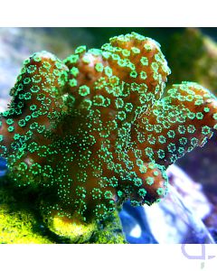 Stylophora - Toxic Green #11