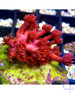Goniopora - Ultra Rot #05