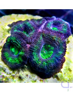 Acanthastrea lordhowensis Ultra - Lila Grün #44