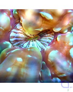 Cynarina lacrymalis - Glowing