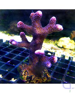 Stylophora - Milka - Ultra Lila #04