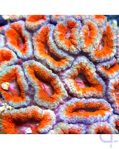 Acanthastrea lordhowensis Ultra- Orange #43