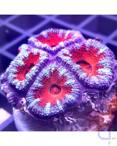 Acanthastrea lordhowensis - Blue Red #16