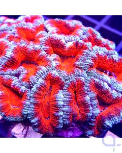 Acanthastrea lordhowensis Ultra - Orange Glow #41