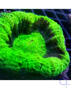 Scolymia - Glowing Ufo #35