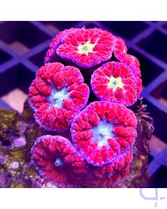 Blastomussa Premium - Red #12