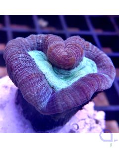 Caulastrea furcata - The Heart #16