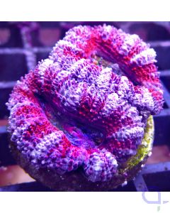 Acanthastrea lordhowensis - Blue Stripe #12