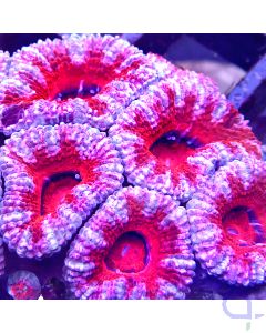 Acanthastrea lordhowensis - Premium Red #77