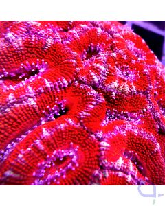 Acanthastrea Ultra - Premium Red #93