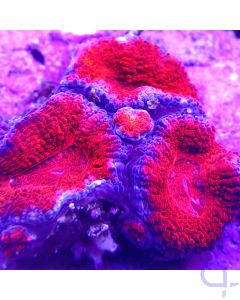 Acanthastrea - Ultra Red #67