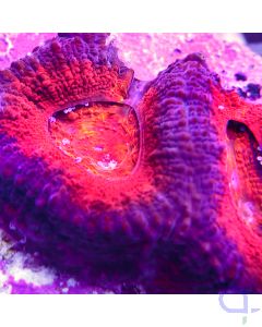 Acanthastrea - Flame #10