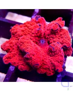 Discosoma - Premium Red #58