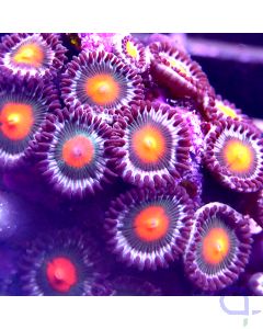 Zoanthus - Blow Pop #42