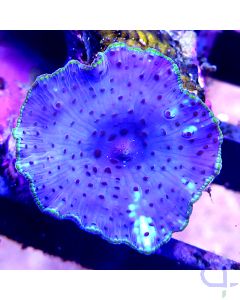 Discosoma - Blue Jaw