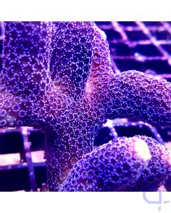 Stylophora - Milka fingers #49