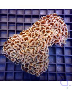 Euphyllia - Golden #194