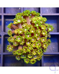 Alveopora tizardi - Glowing Green #27
