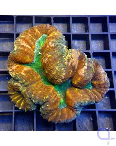 Acanthastrea pachysepta - Bicolor #05