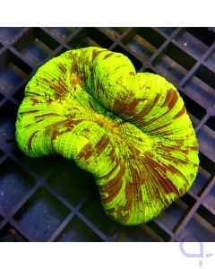 Trachyphyllia - Neon Green