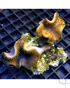 Sarcophyton - Duo