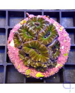 Acanthastrea - Green - Draufsicht