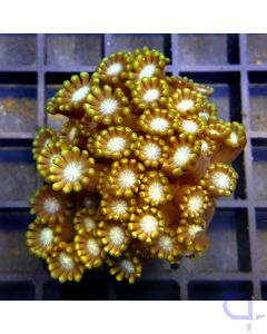 Alveopora - Premium Gold #40