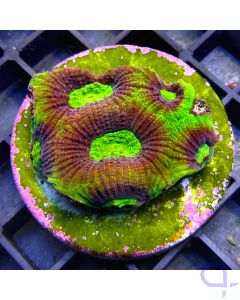 Favites complanata - Dragon Soul Premium