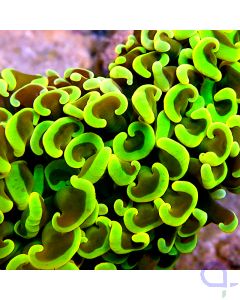 Euphyllia ancora - Green Ultra #LPS20