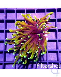 Euphyllia glabrescens - Dragon Soul - Grade A - Filtershot