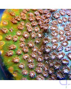 Cyphastrea microphthalma - Premium Bicolor #77