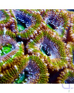 Acanthastrea - Green Ultra #67