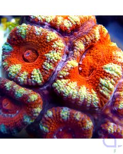 Acanthastrea - Ultra Red #59