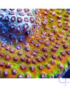 Cyphastrea microphthalma - Bicolor Premium #210