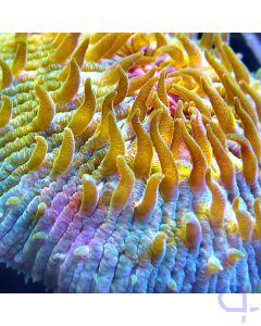 Fungia - Blau Grün #213